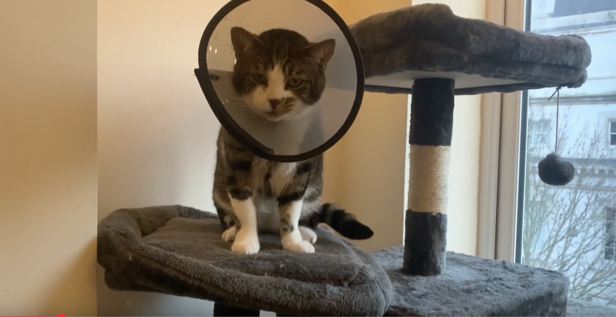 a cat in a flea collar looking at the camera from a platform on a cat house.