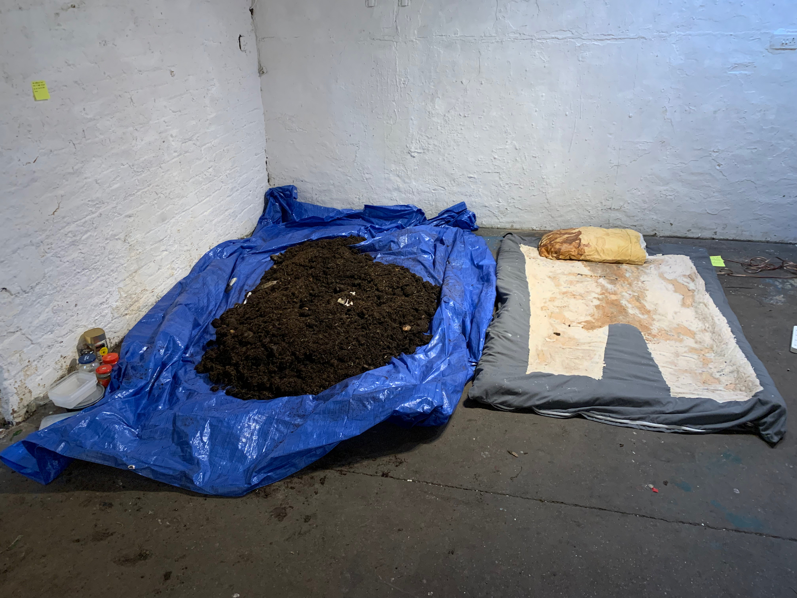 compost on a blue tarp next to a couch duvet covered in drying 
            brownish tan bread douch. At the top of the doucet is a yellow pillow, 
            half covered in kombucha scoby.