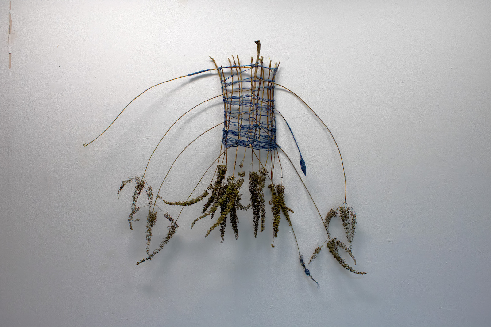 upside down butterfly bush flowers dried on the wall with 
            blue yarn weaving between the different stems.