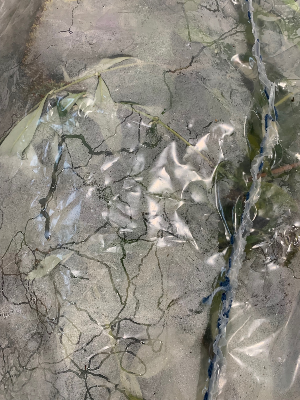 a cluseup of the surface of the transport bags. The bag is stitched 
            together with blue yarn at the center where it has been ripped apart. Inside the bag are 
            clear trails left by insects moving across condensation. The bag is filled with green butterfly bush branches. 