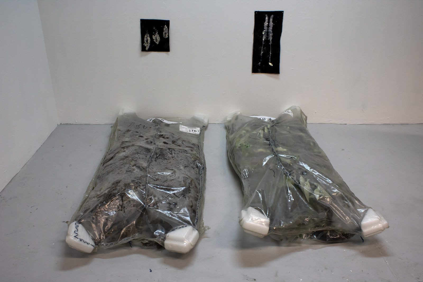 two large plastic transportation bags that look
            somewhat like body bags. They have black fabric squares on the wall above them on which butterfly bush 
            flowers have been pressed in white paint. The bags are clear and the insides are covered in condensation.