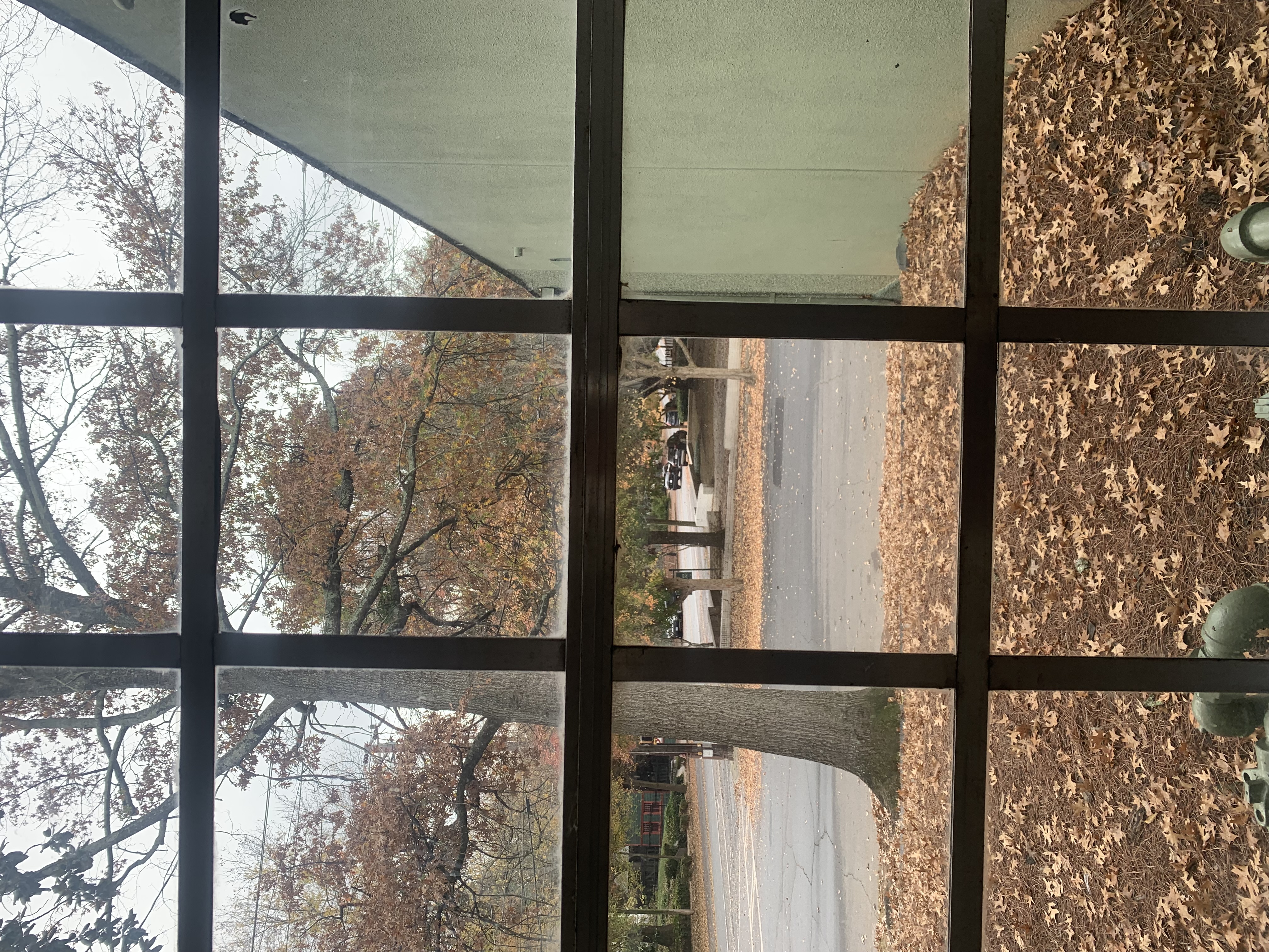 tree view out studio window